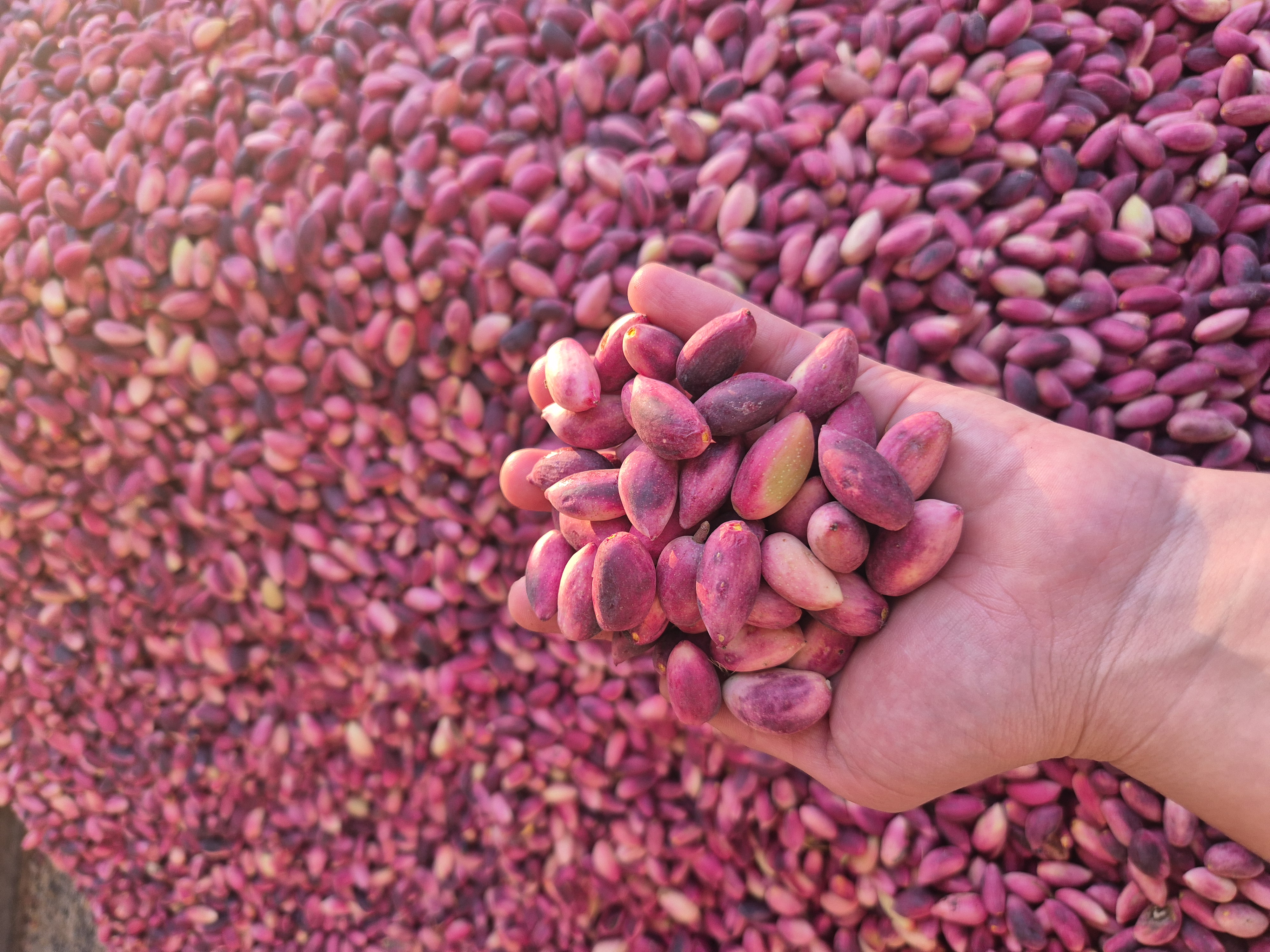 Yaş antep fıstık 3 kg