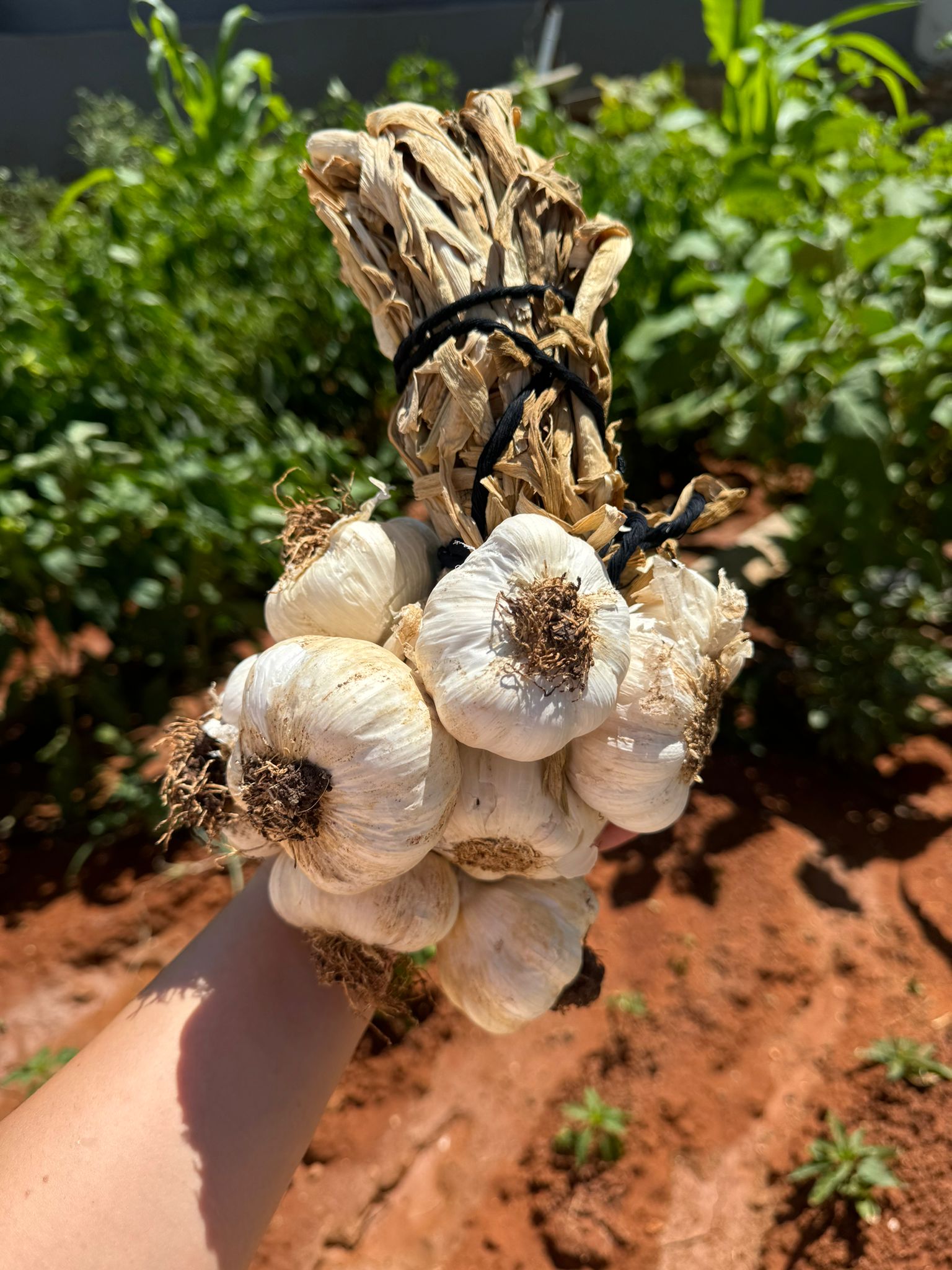 SARIMSAK BAĞ 1 KG TAŞ KÖPRÜ İRİ BOY